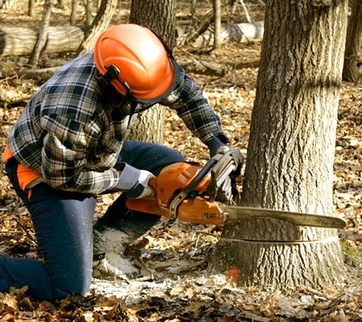 Tree Removal in Delmar, DE